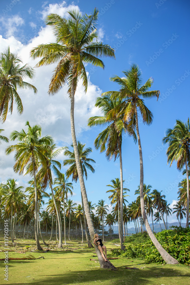 Palm forest. Coco palm trees with green leaves on sunny blue sky background Palm forest. Coco palm trees with green leaves on sunny blue sky background