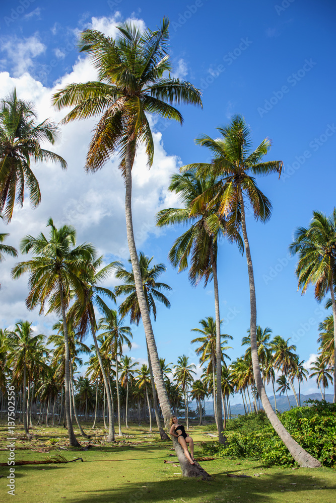 Obraz premium Palm forest. Coco palm trees with green leaves on sunny blue sky background