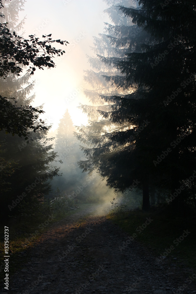 Fototapeta premium Sunrise in the forest