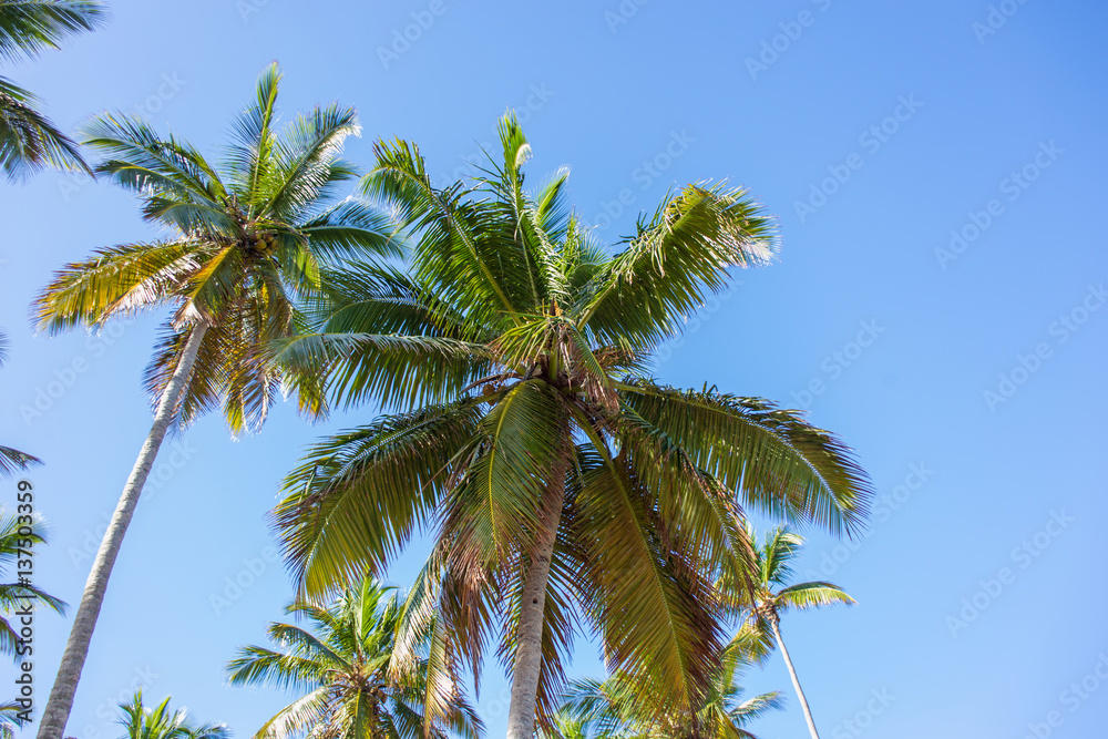 bottom view of the palm trees in sunlight on blue sky background