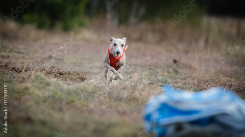 Small Dog Italian Greyhound pursues bait in the field