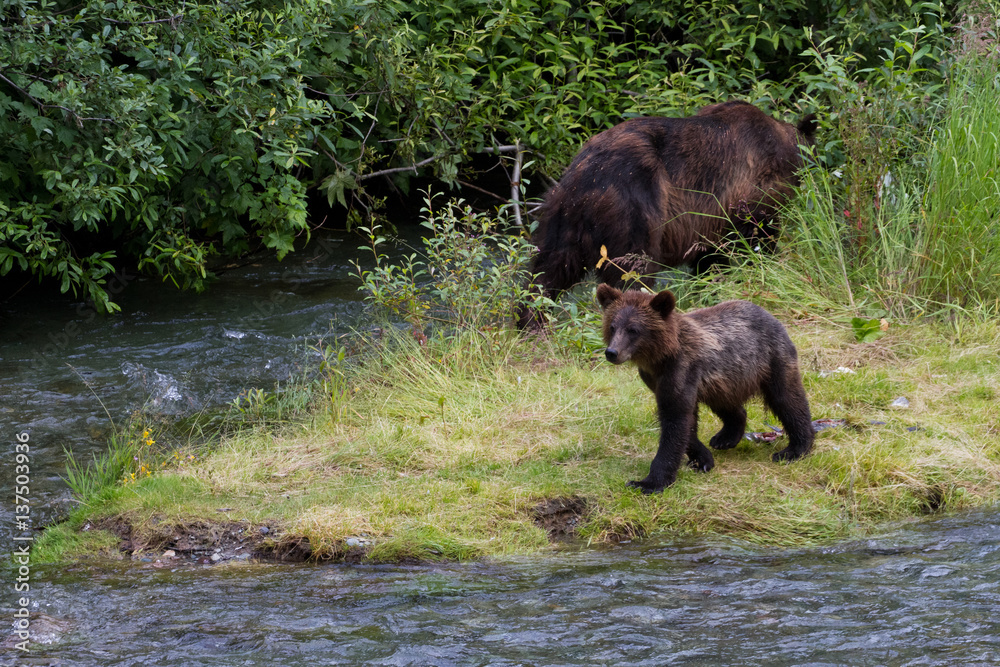 grizzly bear grizzly bear