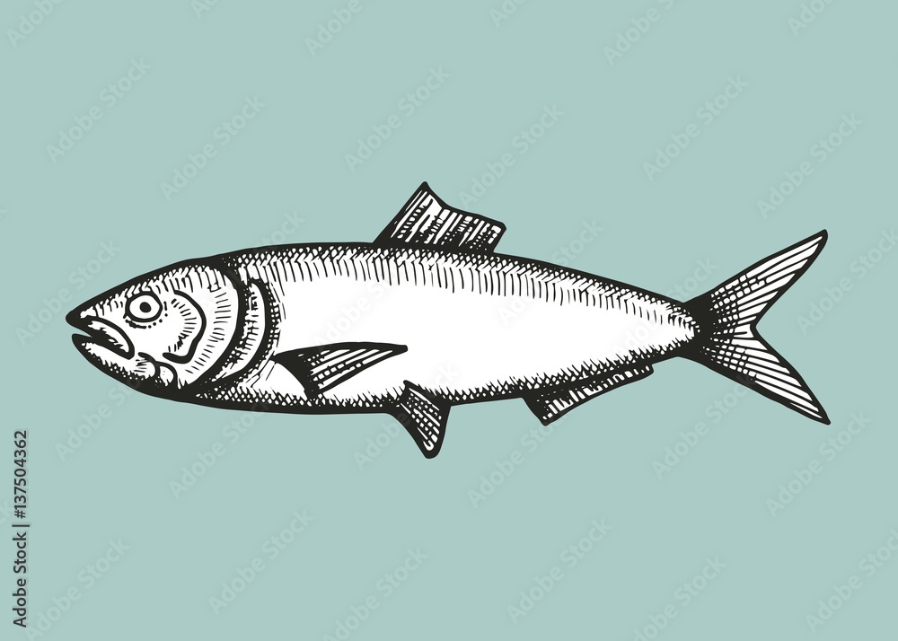 Fototapeta premium anchovy fish sketch. vector illustration