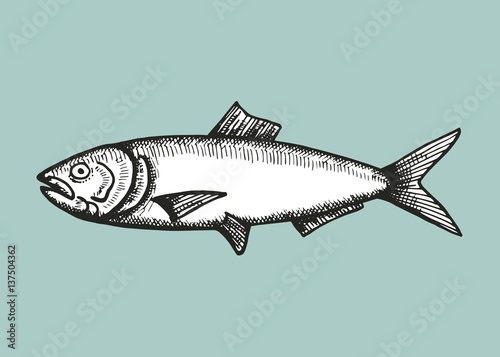 anchovy fish sketch. vector illustration