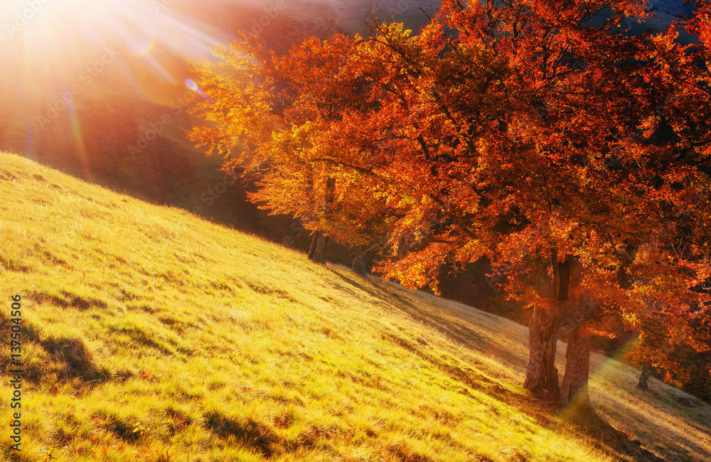 Fototapeta premium birch forest in sunny afternoon while autumn season 