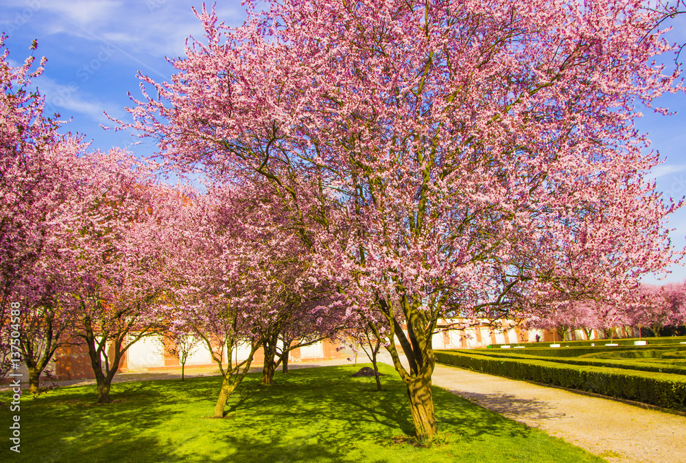 Naklejka premium blooming apple trees in the garden