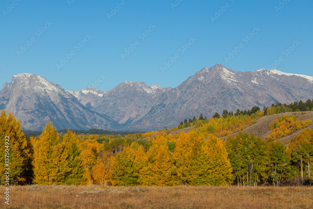 Autumn Landscape in Teton National Park
