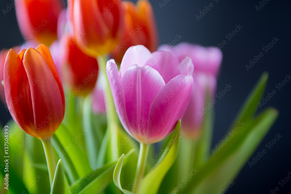 Tulips. Beautiful bouquet of colorful spring tulips. Tulips. Beautiful bouquet of colorful spring tulips.