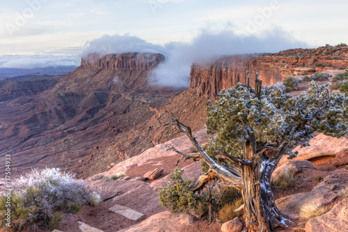 Juniper Tree and Junction Butte photo