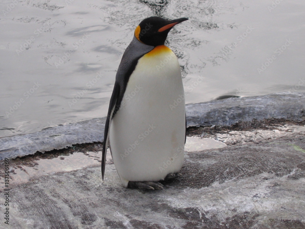 Obraz premium penguin walk