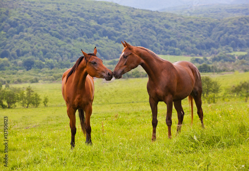 two Arabian horses