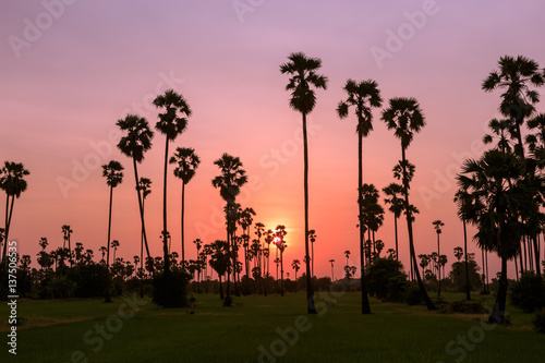 Toddy or sugar palm (Borassus flabellifer) in rice field at twilight