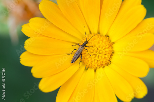 Beetle insect Notobitus montanus Hsiao on Marigold flower. Yellow petals garden medical plant macro view. Shallow depth field photo