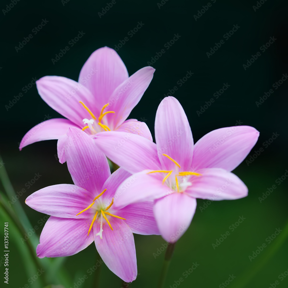 Springtime landscape, pink violet colorful flowers Zephyranthes. elegance plants concept. soft focus photo.