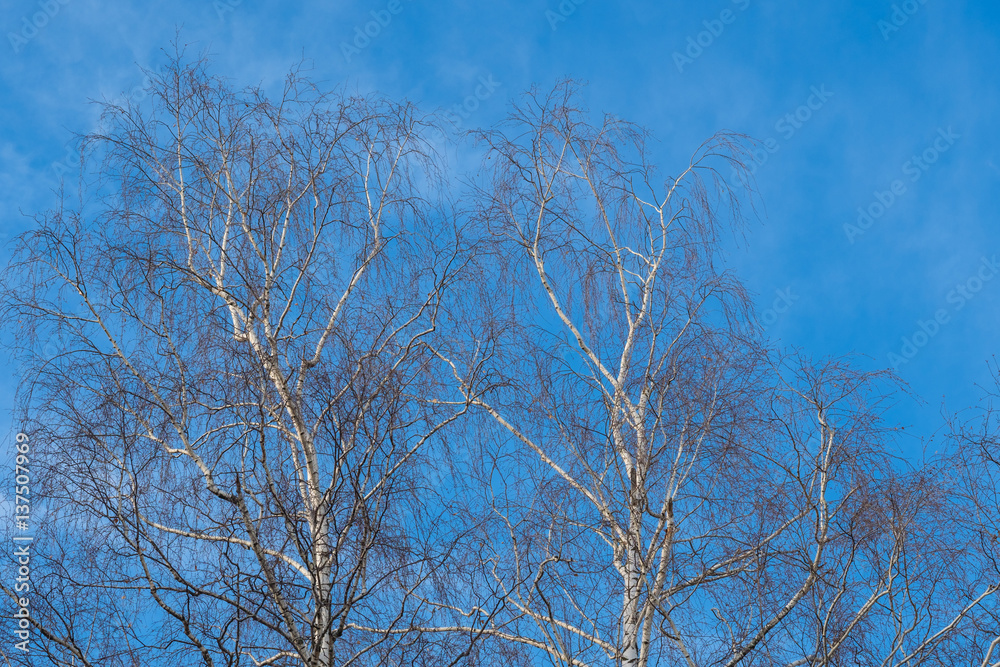 the trees on a background of blue sky in winter frosty day the trees on a background of blue sky in winter frosty day