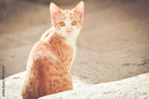 Obraz na plátně Captivant regard