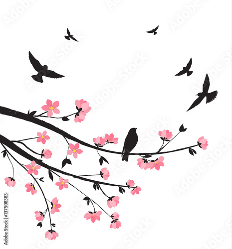 Spring sakura blossom