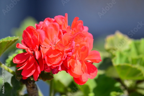 Up Close Flower