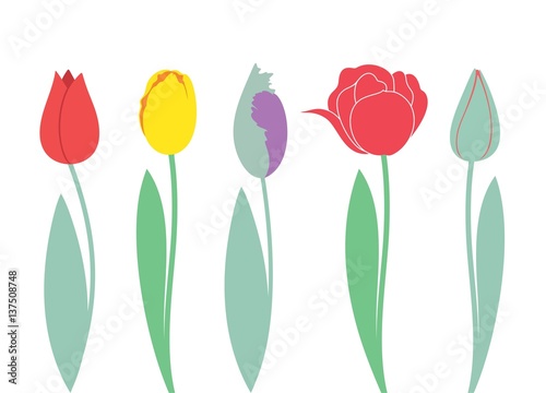Fototapeta Naklejka Na Ścianę i Meble -  Tulip. Set 