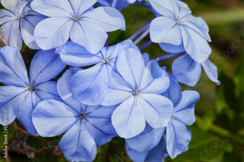Blue plumbago flowers  © Diane Macdonald