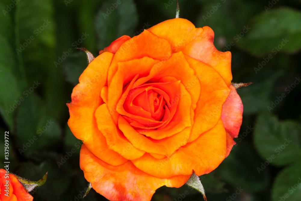 Miniature yellow and orange rose Miniature yellow and orange rose