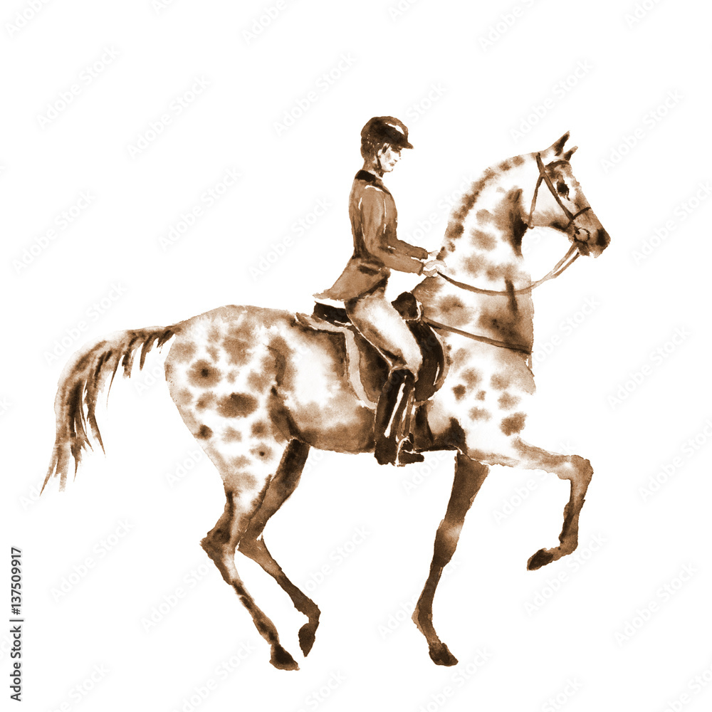Obraz premium Watercolor sepia rider and horse on white. Horseman in jacket on stallion. England equestrian sport. Hand drawing illustration.
