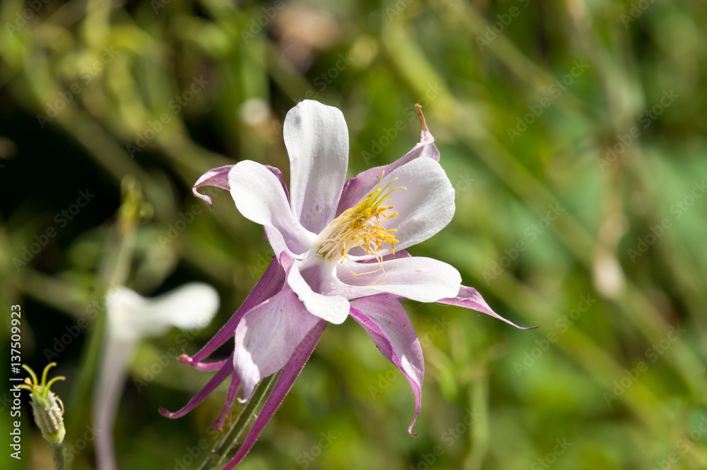 Columbine Flower in Crested Butte, Co, USA