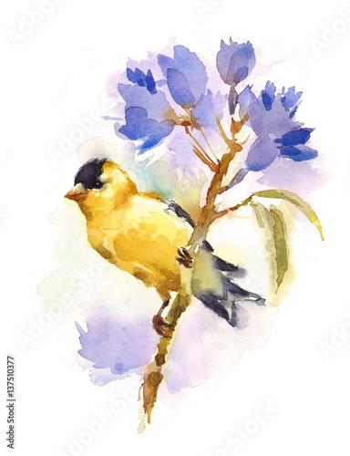 Fototapet Watercolor Bird American Goldfinch Sitting on the Flower Branch Hand Painted Flo