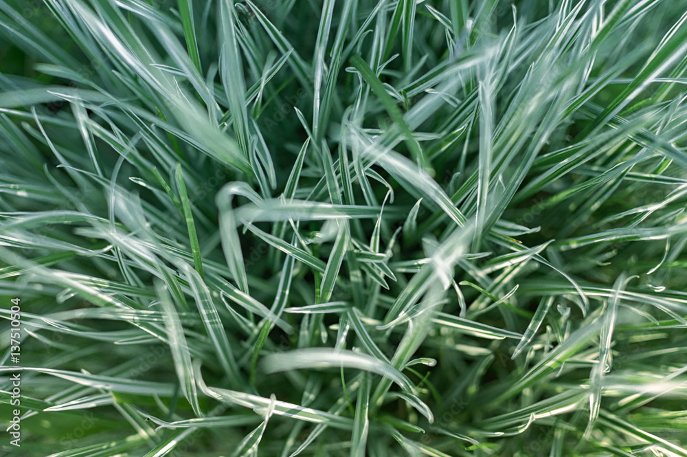 Green grass on a green background Green grass on a green background