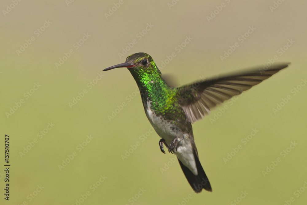 Fototapeta premium Glittering-throated Emerald (Amazilia fimbriata) in flight against clean background, Itanhaem, Brazil