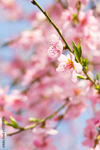 Cherry tree branch bud blossom background as spring, flower, blooming season concept