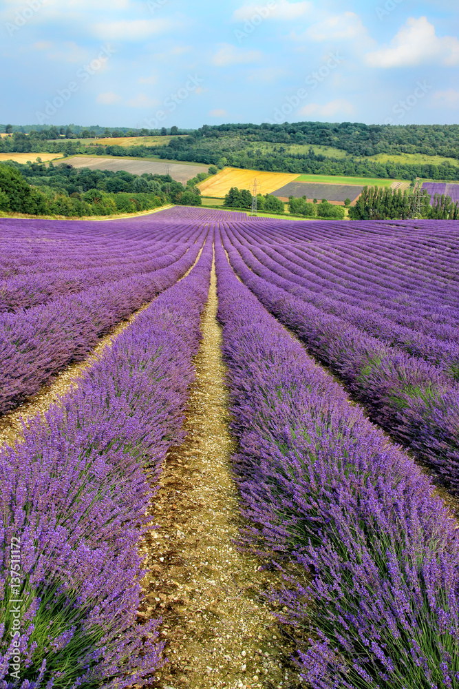 Obraz premium linie kwitnących fioletowych kwiatów lawendy, opadające w dół, w dolinie z farmami, przy lesie, w słoneczny letni dzień. Anglia Południowo-Wschodnia, Kent