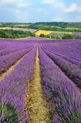 lines of purple lavender flowers in bloom, descending downhill, in a valley with farms, by a woodland, on a sunny summer day. South East England, Kent