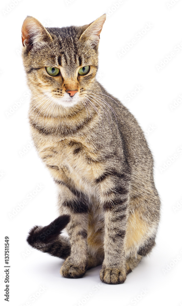 Fototapeta premium Kitten on white background.