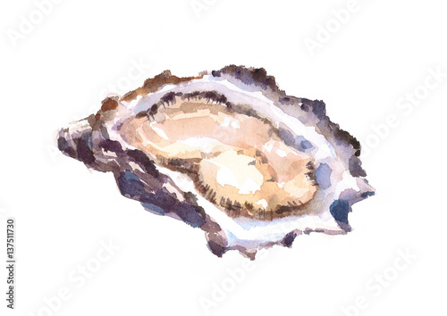 Oyster hand painted watercolor food illustration isolated on white background