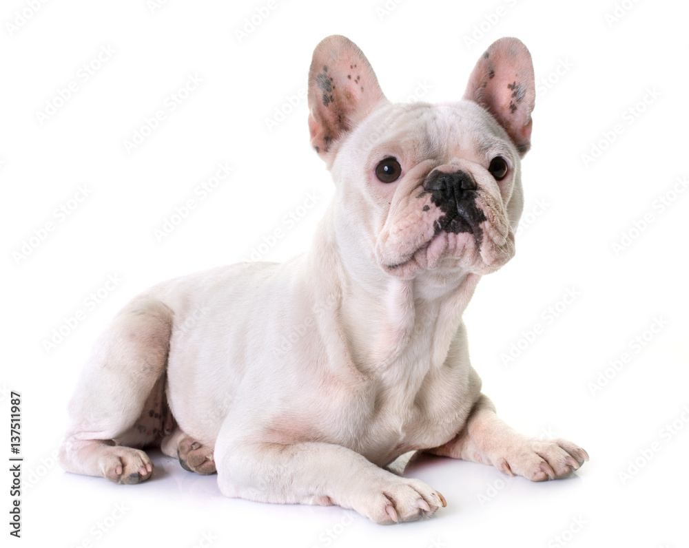 french bulldog in studio