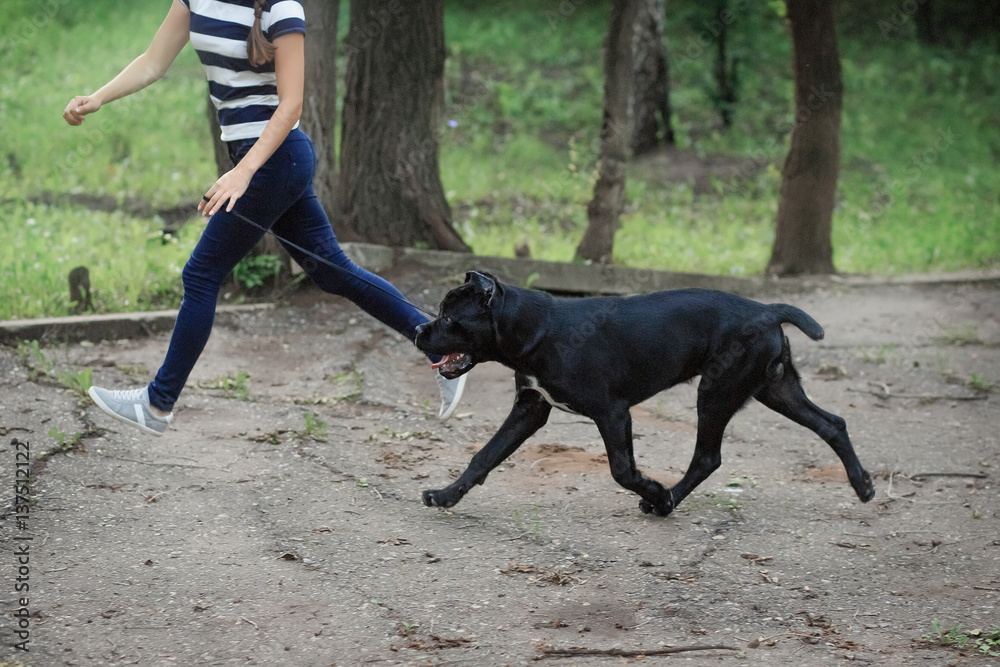 Handler with a dog Cane Corso Italian Mastiff Handler with a dog Cane Corso Italian Mastiff