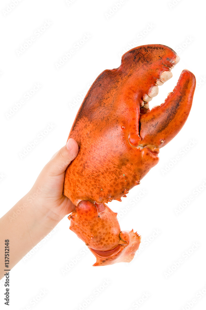 Lobster Claw Stock Photo | Adobe Stock