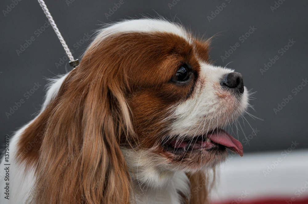 testa di cane di razza Cavalier King Charles Spaniel