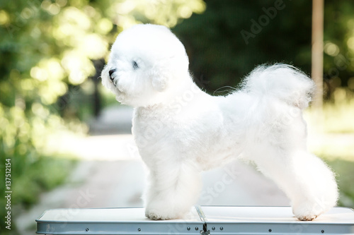 Photographie Bichon frize on nature background