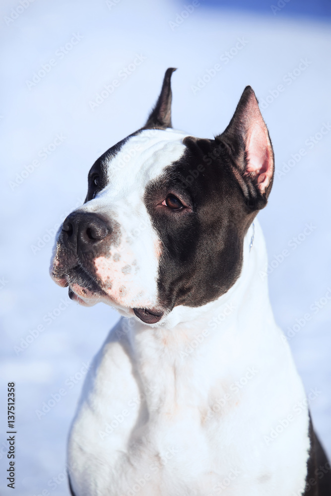 American Staffordshire Terrier stay in the snow American Staffordshire Terrier stay in the snow