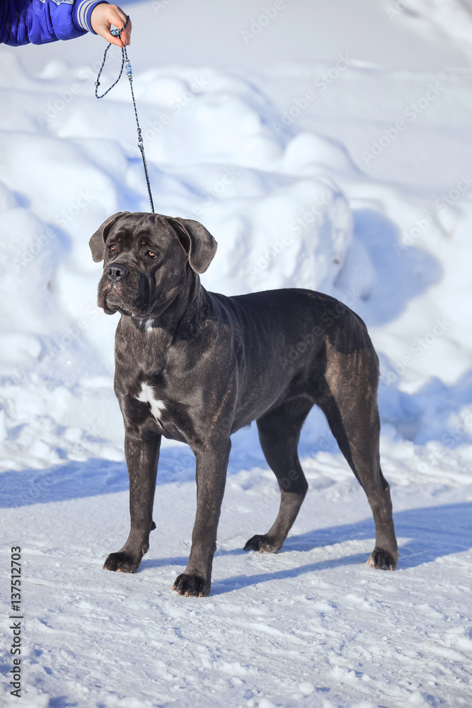 cane corso italiano dog winter portrait cane corso italiano dog winter portrait