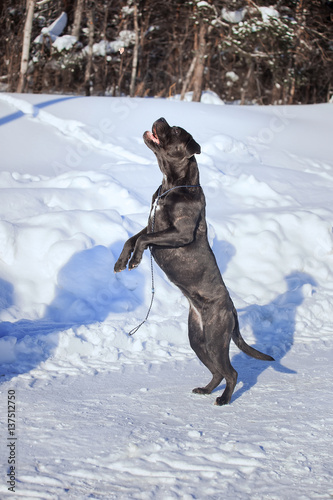 cane corso italiano dog running in the snow