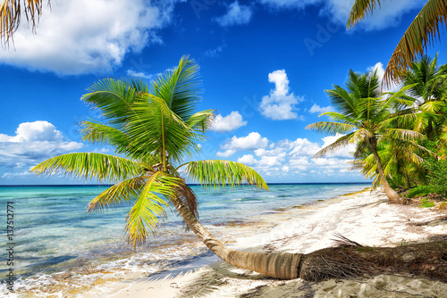 Fototapeta Naklejka Na Ścianę i Meble -  Tropical white sandy beach with palm trees. Saona Island, Dominican Republic