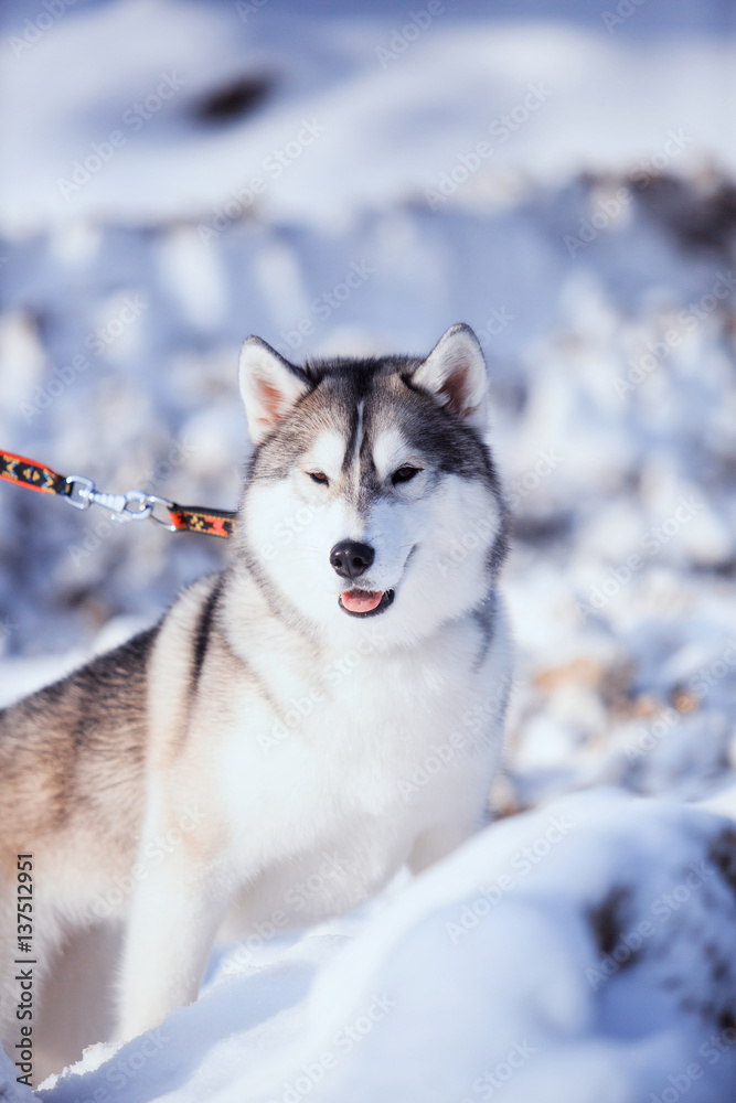 Naklejka premium portrait of husky dog in the snow