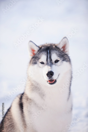 portrait of husky dog in the snow