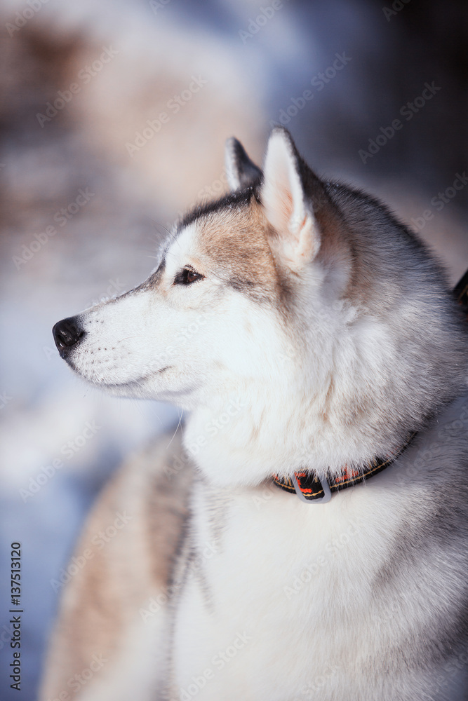 portrait of husky dog in the snow portrait of husky dog in the snow