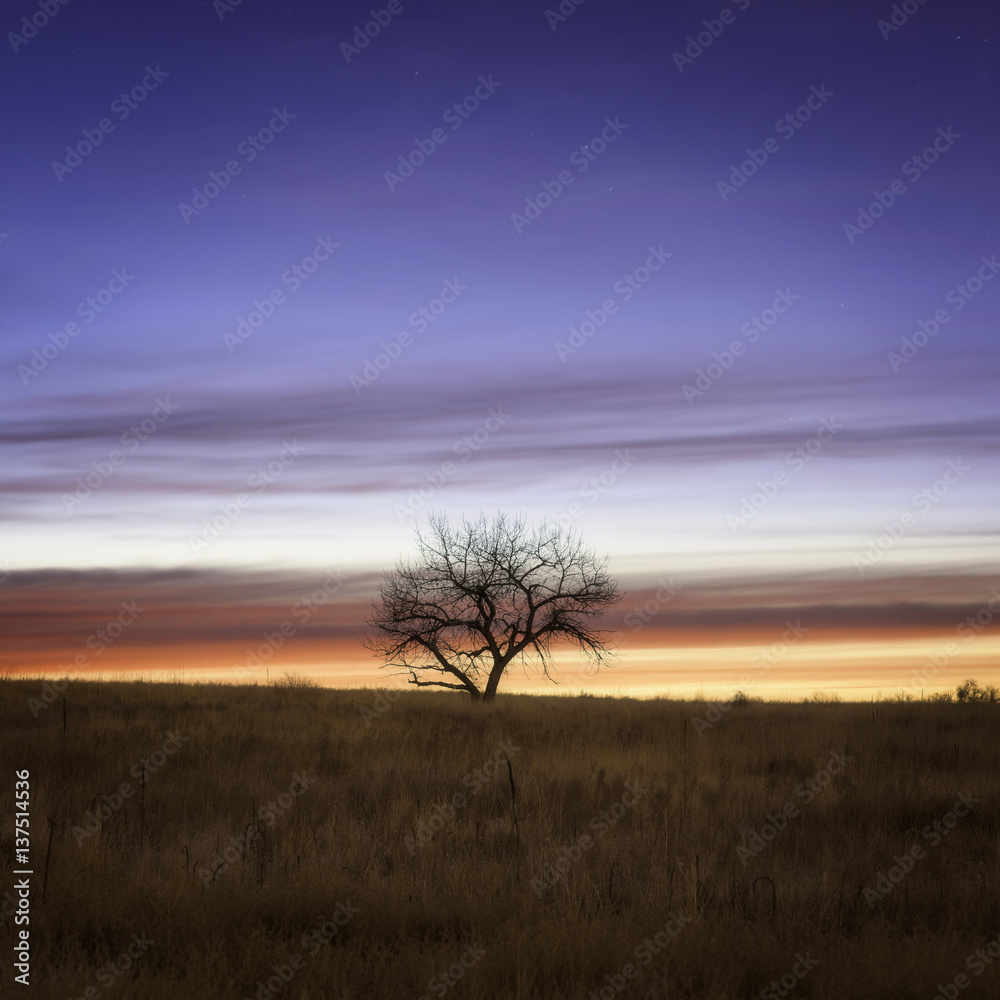 A Lone Tree