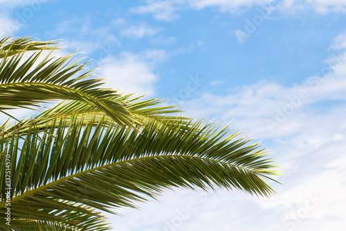 Palm tree branch on a blue sky background. Palm sunday, christian, summer, tropic, exotic, jungle, season concept