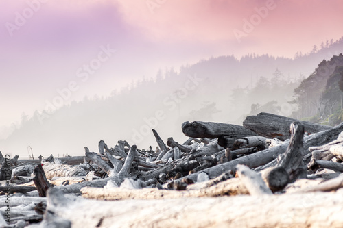 driftwood along Kalaloch Beach, Washington state, USA photo